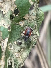 Neofidia humeralis