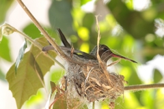 Cynanthus latirostris