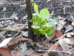 Persoonia cornifolia
