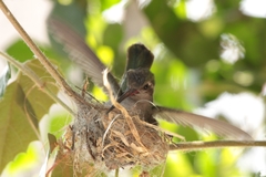 Cynanthus latirostris