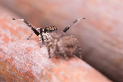 Maratus vespertilio