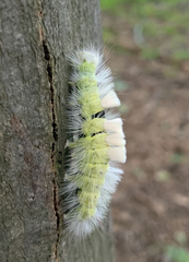 Calliteara pudibunda