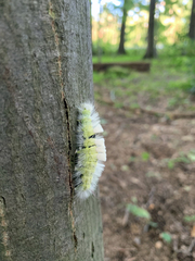 Calliteara pudibunda