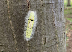 Calliteara pudibunda