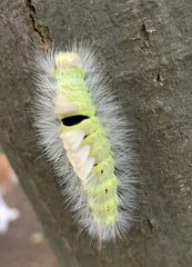 Calliteara pudibunda