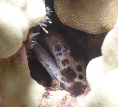 Scuticaria tigrina