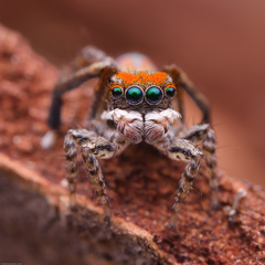 Maratus literatus