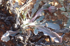Othonna auriculifolia