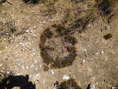 Ficinia overbergensis