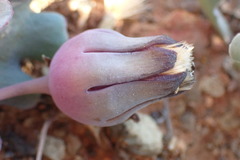 Othonna auriculifolia