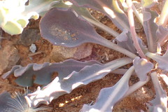 Othonna auriculifolia
