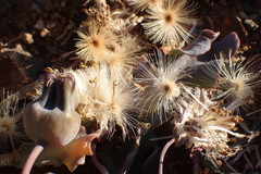 Othonna auriculifolia