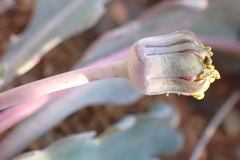 Othonna auriculifolia