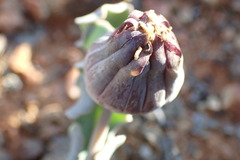 Othonna auriculifolia