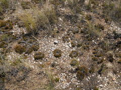 Ficinia overbergensis