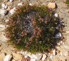 Ficinia overbergensis