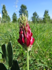 Sulla coronaria