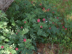 Sulla coronaria