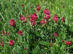 Sulla coronaria