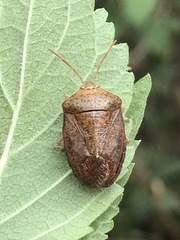 Ascra conspersa