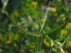 Securigera securidaca