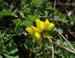 Securigera securidaca