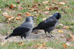 Corvus monedula