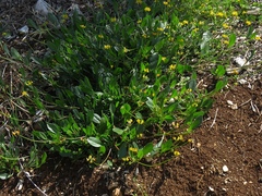 Scorpiurus muricatus