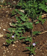 Convolvulus siculus