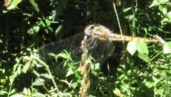 Trithemis annulata annulata