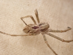 Rhysodromus