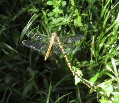 Trithemis annulata annulata