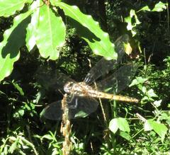 Trithemis annulata annulata