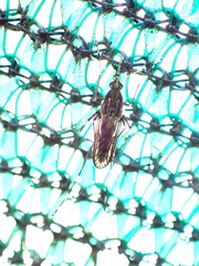 Aedes camptorhynchus