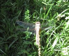 Trithemis annulata annulata