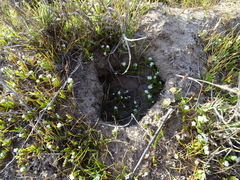 Plagiobothrys undulatus