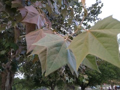 Platanus