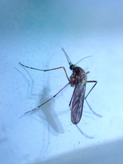 Aedes camptorhynchus