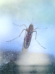 Aedes camptorhynchus