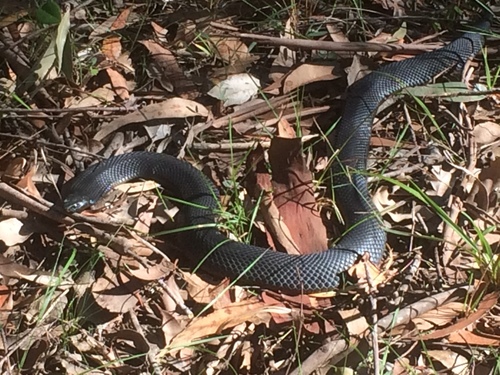 Photo of a Australian black snake (Pseudechis porphyriacus)