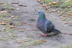 Columba livia