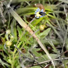 Felicia bergeriana