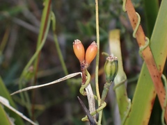 Cassytha glabella dispar