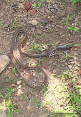 Dendrelaphis chairecacos