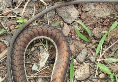Dendrelaphis chairecacos