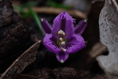 Thysanotus patersonii
