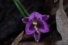 Thysanotus patersonii
