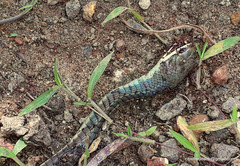 Dendrelaphis chairecacos