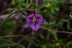Thysanotus patersonii