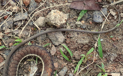 Dendrelaphis chairecacos
